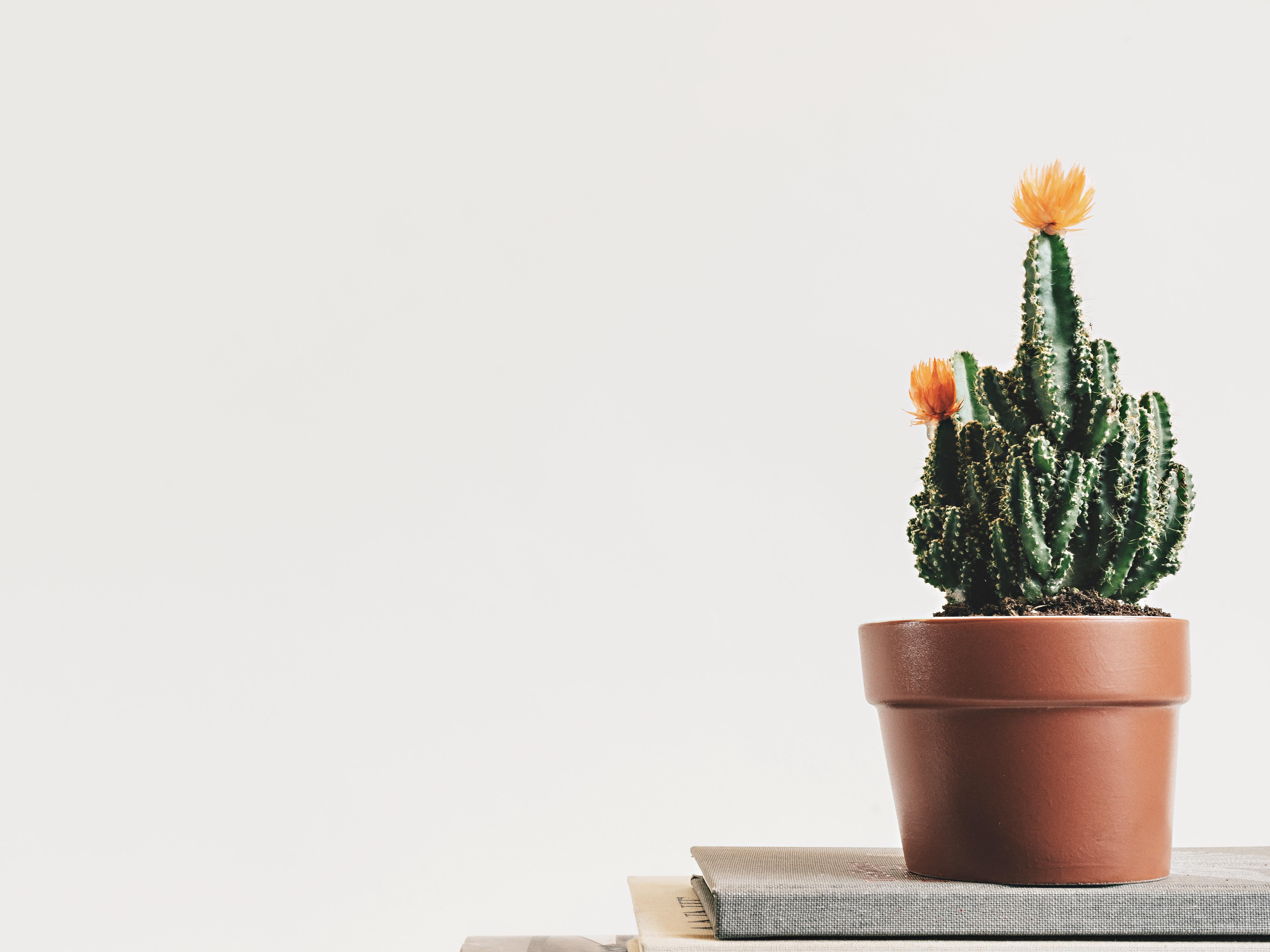 LILY ADVISORY: Women’s Networking​ Event X Collective+ Pop Up