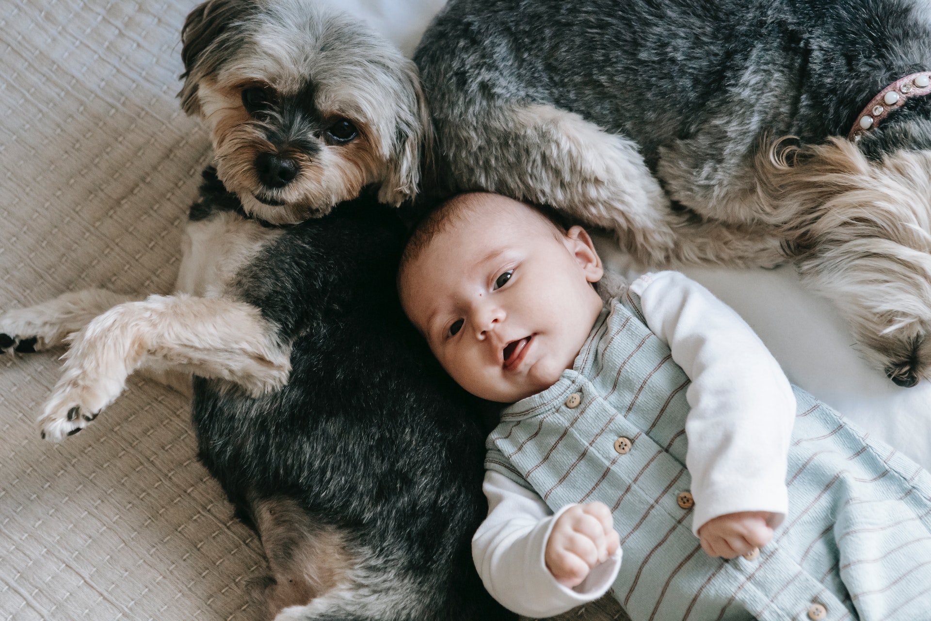 How To Introduce Your Dog To A Newborn By Rachael Claire